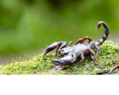 Escorpio